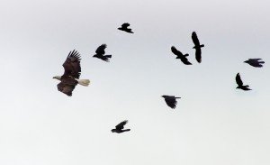 Mobbing behavior among birds, from which the term for social bullying among humans is derived.